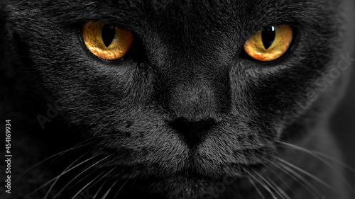 Yellow cat eyes on a dark background. Cat look. face with yellow eyes.
