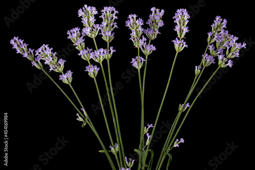 Violet flowers of lavender  isolated on black background