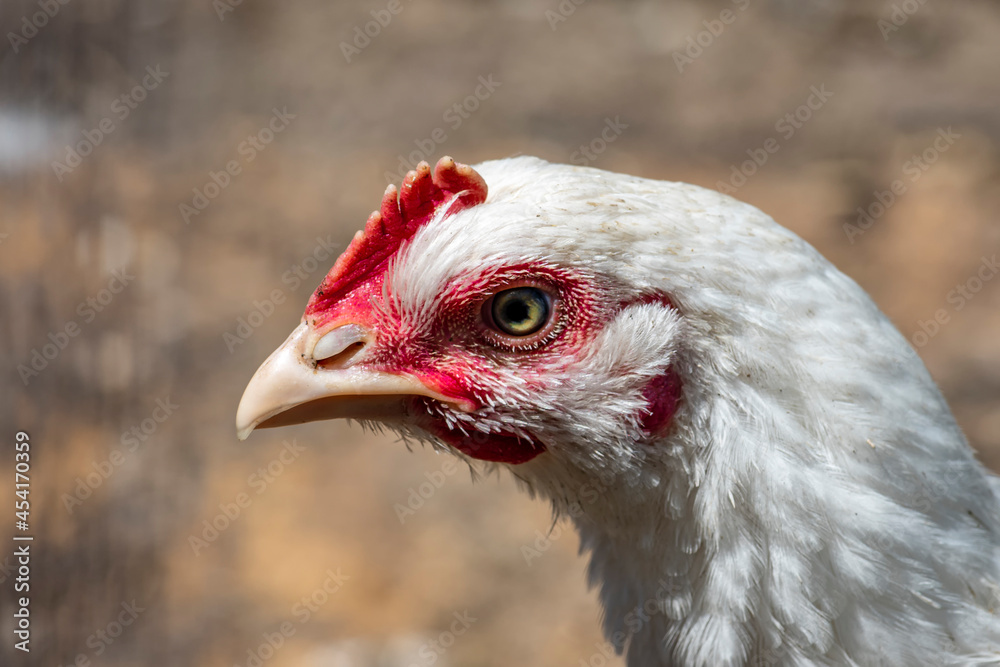 Head of white chicken close-up. Farm life. Head of white chicken close-up. Farm life.