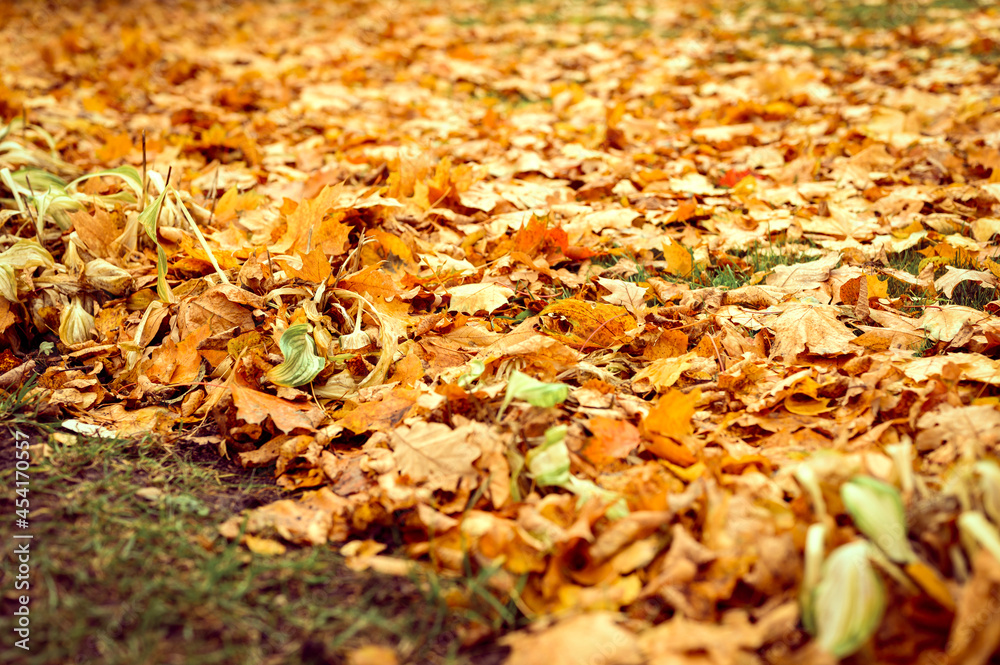 autumn fallen leaves of a maple tree on the ground on the green grass. fall foliage on the land autumn fallen leaves of a maple tree on the ground on the green grass. fall foliage on the land