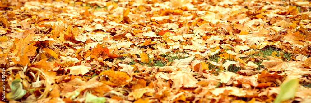 autumn fallen leaves of a maple tree on the ground on the green grass. fall foliage on the land. banner