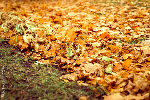 autumn fallen leaves of a maple tree on the ground on the green grass. fall foliage on the land