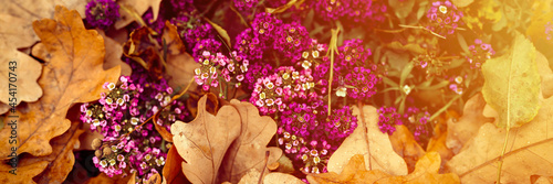 alyssum purple flowers in full bloom among the fallen orange autumn oak leaves in the fall park. banner. flare photo