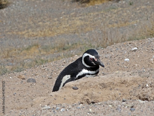 Pinguim na Peninsula Valdés - Janeiro/2014 - Argentina