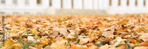 autumn fallen leaves of a maple tree on the ground on the green grass against the background of the blurred white building of the estate in fall park. banner