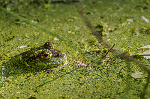 Photo frog on a leaf