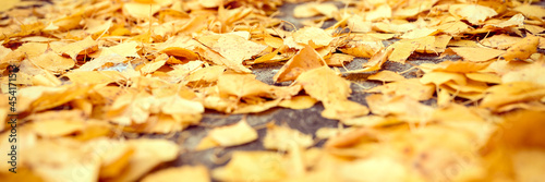 fall in the city. dry fallen autumn birch leaves on the asphalt in the city park. banner