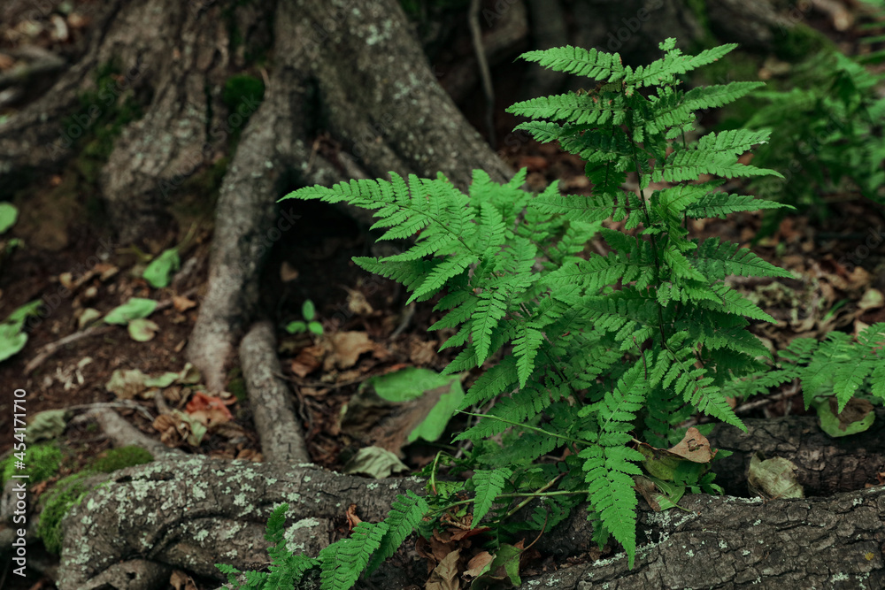 Fern with green leaves growing near tree in forest Fern with green leaves growing near tree in forest