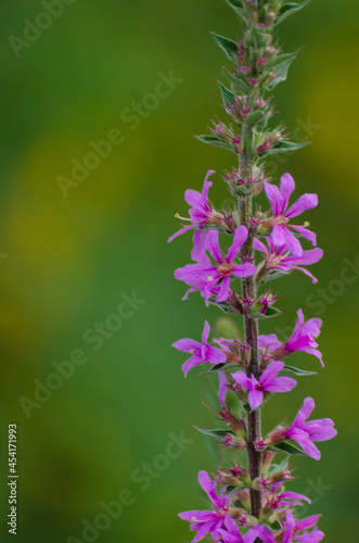 flowers in the garden