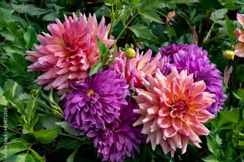 A closeup Portrait of a group of Bedazzled dahlias in a field near Canby Oregon