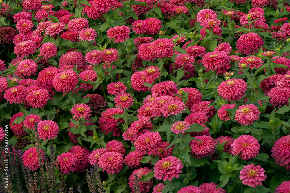 A display of Zinia flowers in a field near Canby Oregon.  Zinnia is a genus of plants of the sunflower tribe within the daisy family.
