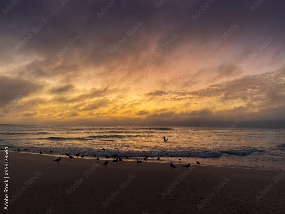 Aves en Playa del Carmen al amanecer Aves en Playa del Carmen al amanecer