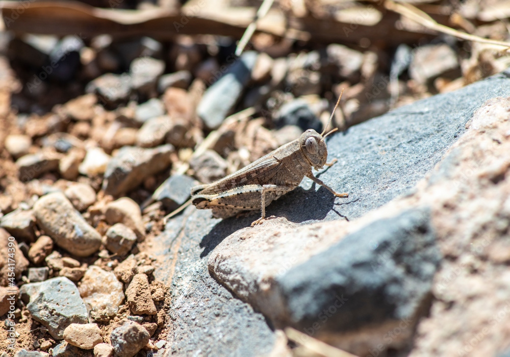 macro filming gray grasshopper on the ground macro filming gray grasshopper on the ground