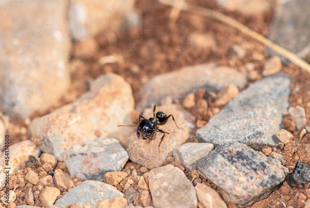 black ants work together and carry their prey into the burrow in the early morning black ants work together and carry their prey into the burrow in the early morning