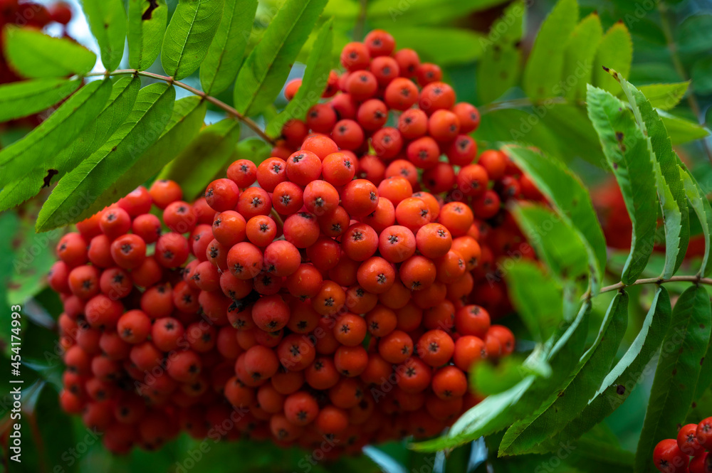 berries on a bush