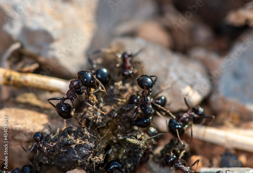 black ants work together and carry their prey into the burrow in the early morning 