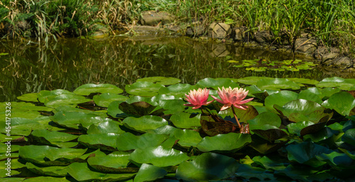 Foto Landscaped garden pond with two pink orange water lily or lotus flower Perry's Orange Sunset