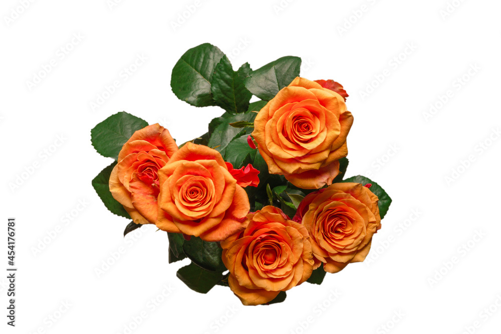 Orange rose isolated on a white background. Orange rose isolated on a white background.