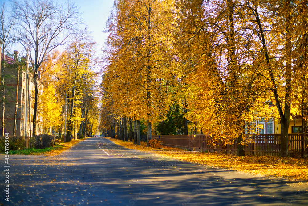 Autumn in the park. Road along the autumn trees.