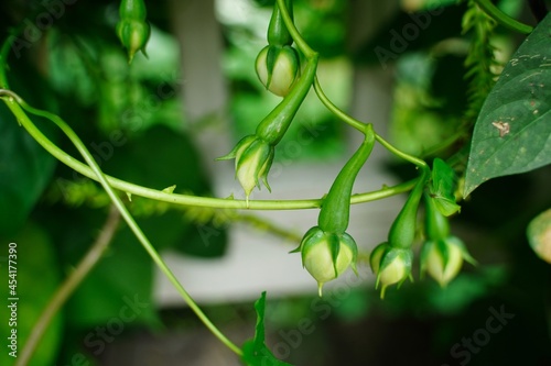 Clove beans or Nitya vazhuthana growing in backyard garden, selective focus photo