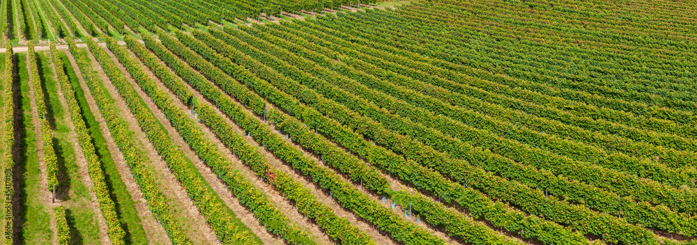 field of wine. Texture of Vine rows. Web banner of Vineyards on rolling hills. High angle view. Beautiful Lush Grape Vineyard. Agriculture in Rhineland Palatinate, Germany field of wine. Texture of Vine rows. Web banner of Vineyards on rolling hills. High angle view. Beautiful Lush Grape Vineyard. Agriculture in Rhineland Palatinate, Germany