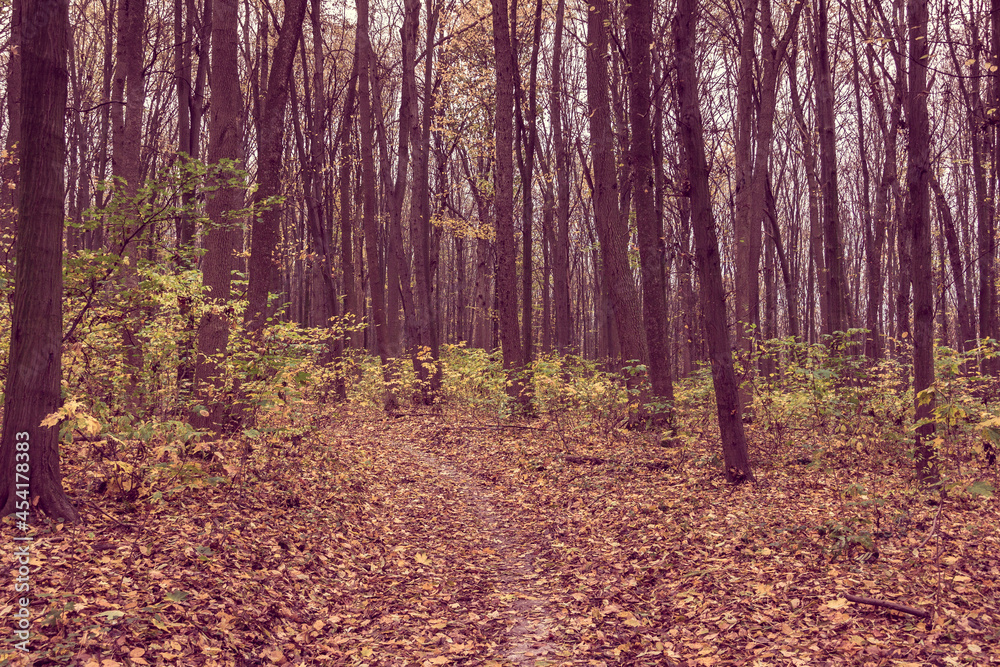 Path through autumn forest