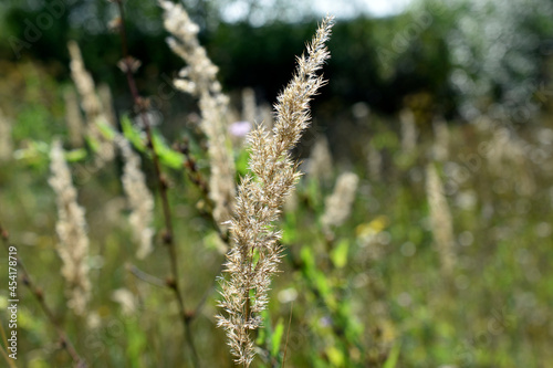 A perennial herbaceous plant species of weinik calamagrostis of the grass or bluegrass family poaceae calamagrostis epigejos