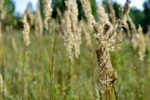 A perennial herbaceous plant species of weinik calamagrostis of the grass or bluegrass family poaceae calamagrostis epigejos