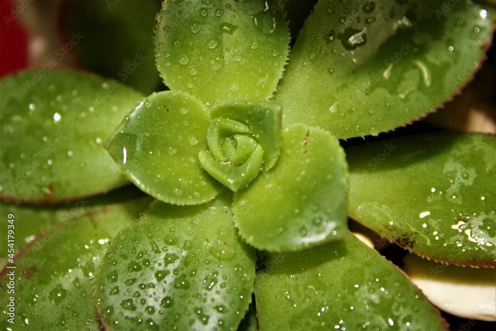 El roció de la lluvia El roció de la lluvia