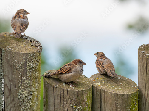 house sparrows (passer domesticus) on a garden fence
