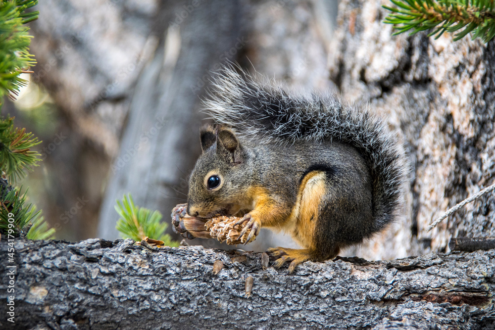 Obraz premium Squirrel