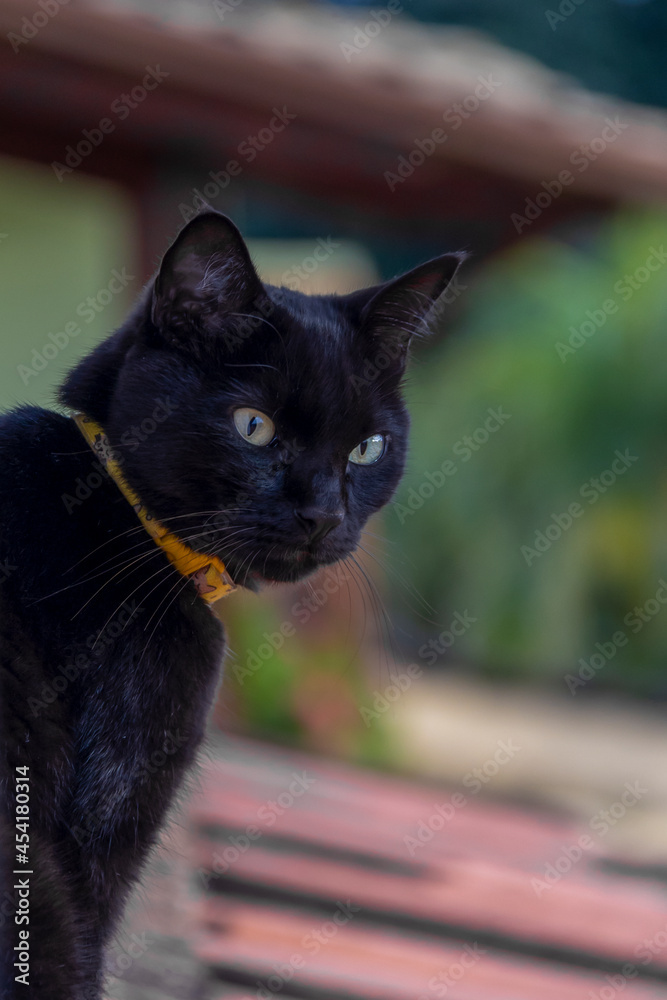 A black cat in a yellow collar sitting on the roof at sunset. Golden hour.  Pet lover. Animal world. Cat lover