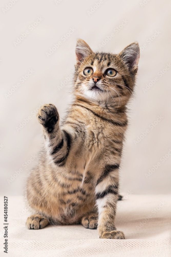 Little cute kitten with raised paw on blurred background, playful kitten