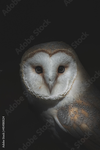 Owl with fluffy plumage on black background photo