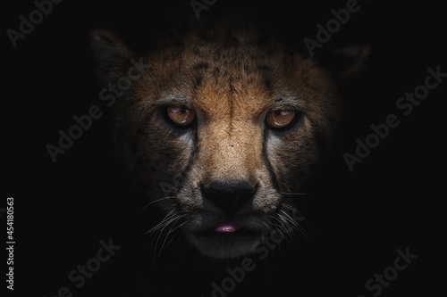 Dangerous cheetah licking mouth with shadow in darkness photo