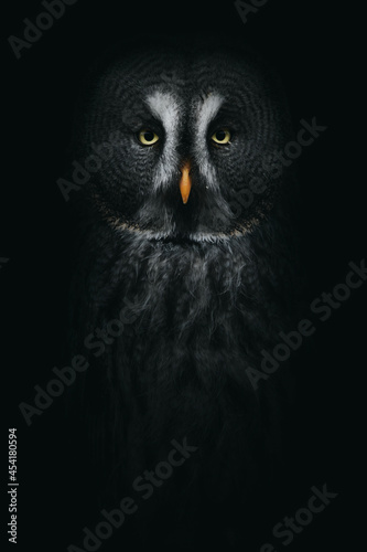 Wood owl with ornamental plumage in darkness