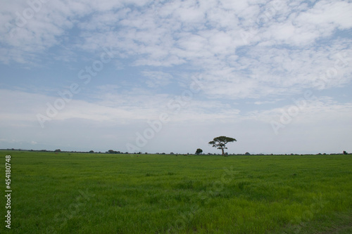 Grasslands Ethiopia