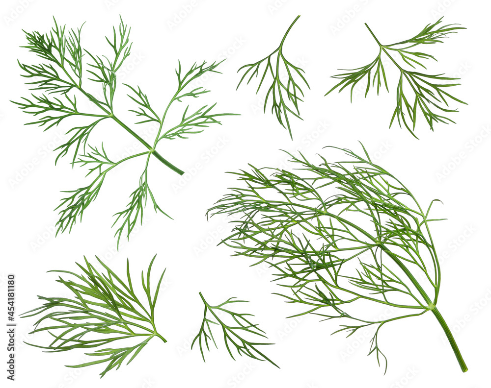 Sprigs of fresh dill on white background, collage Sprigs of fresh dill on white background, collage