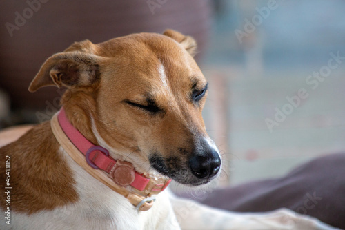 A white and brown spotted female dog sleeping on the porch of the house. Pink collar. Animal world. Pet lover. Animals defender. Dog lover. © Fernando Calmon