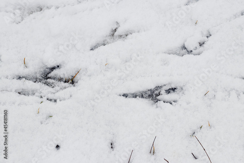 Crow tracks on white snow. Traces of birds