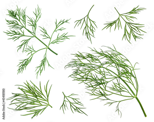 Sprigs of fresh dill on white background  collage