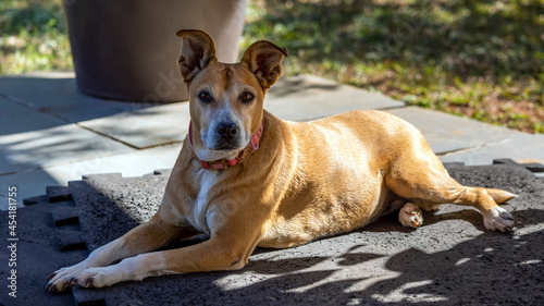 A senior female dog sunbathing lying on the balcony of the house. Animal world. Pet lover. Animals defend. Dog lover.