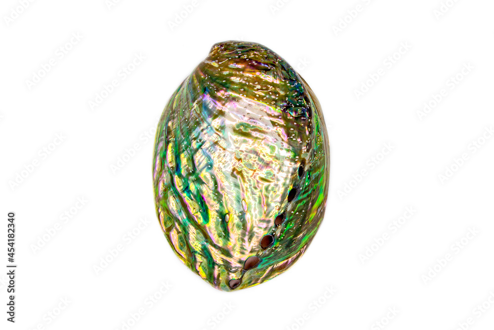 Iris Galiotis, the common name for the black-footed paua or rainbow abalone, is a species of edible sea snail and sea gastropod mollusc in the Haliotidae family. Green iridescent perdamage color. Iris Galiotis, the common name for the black-footed paua or rainbow abalone, is a species of edible sea snail and sea gastropod mollusc in the Haliotidae family. Green iridescent perdamage color.