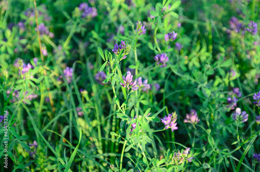 summer plants growing in nature