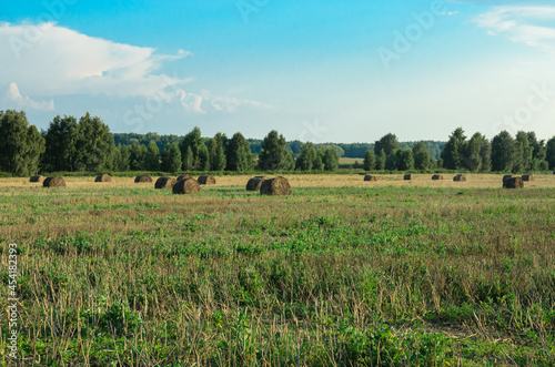 sheaves of hay in the village field