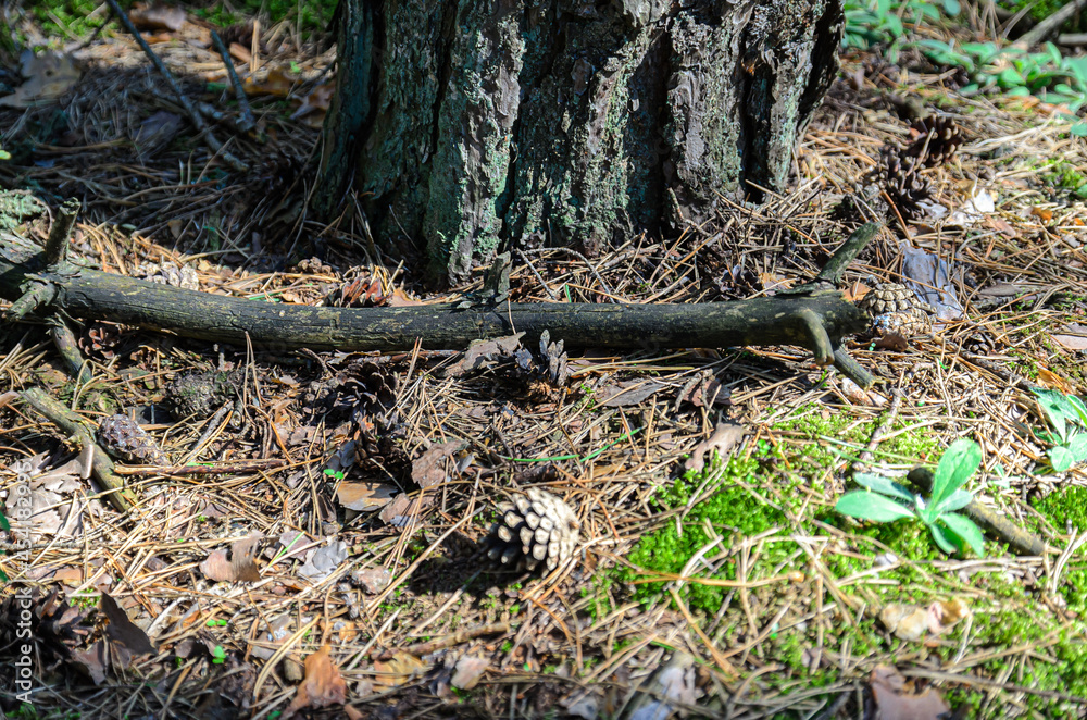 a dry branch lies in the forest a dry branch lies in the forest