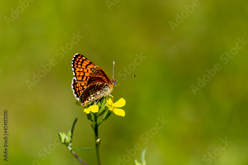 a butterfly that spread its wings on a yellow flower, Melitaea cinxia