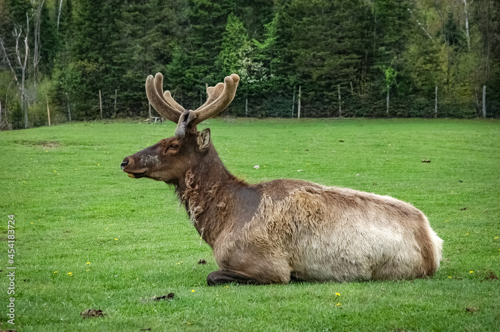 Elk wondering in the canadian wilderness. Elk wondering in the canadian wilderness.