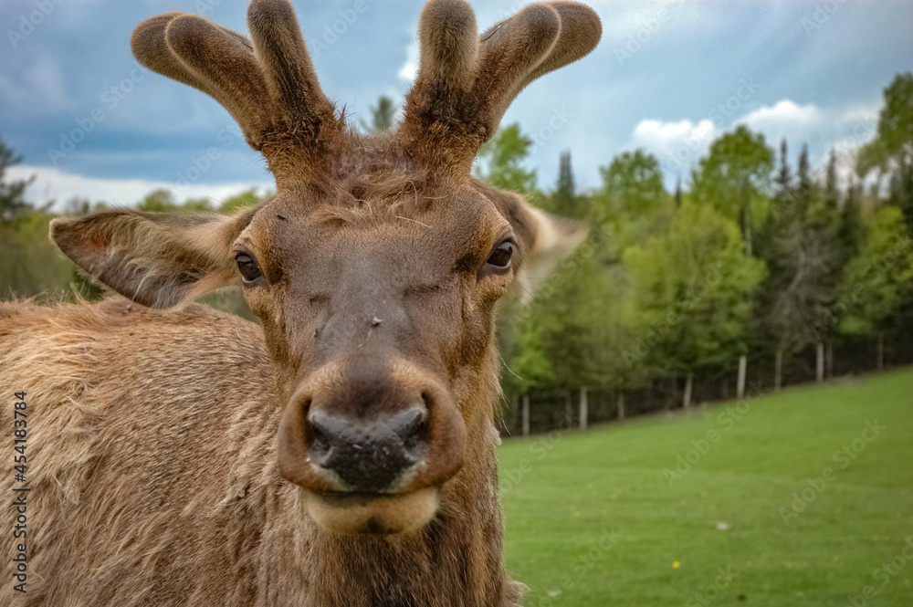 Elk wondering in the canadian wilderness.