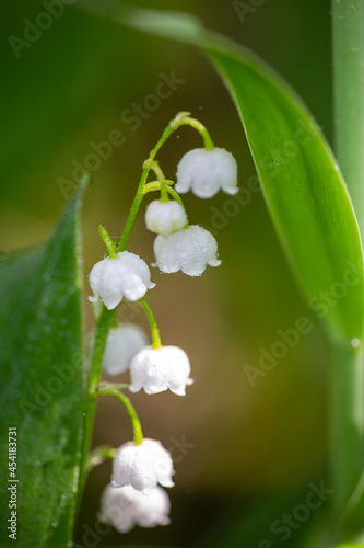 Blossom white lilies of the valley on a green background in springtime macro photography. Garden May bells buds on a thin stem in summertime close-up photo.  Convallaria majalis floral background.